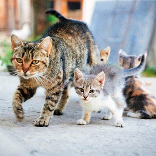 Community Cats