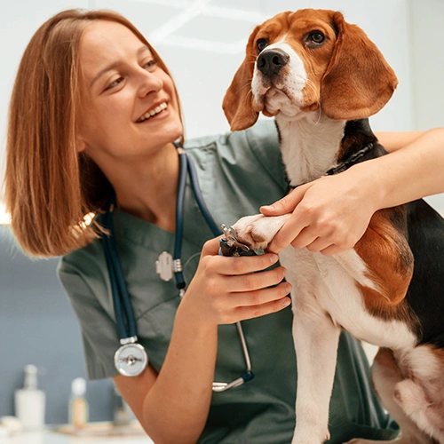Annual / Vaccine