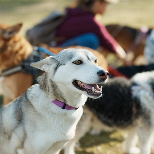 Foster Homeless Animals