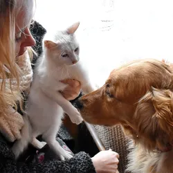 A white cat being held by its owner while a golden retriever sniffs and greets it, representing a successful pet adoption at the Humane Society of Catawba County