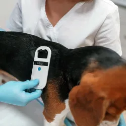 Veterinarian scanning a beagle's microchip for identification