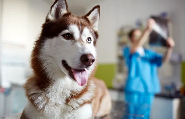 Pet Services